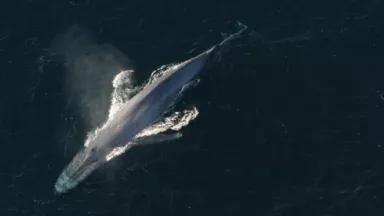 Blue whale 