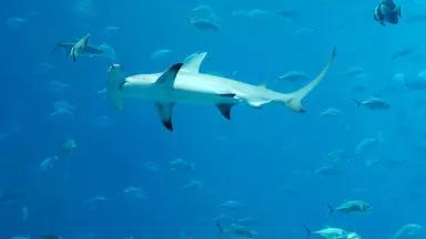 Great hammerhead.jpg