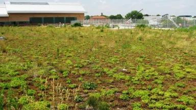 GreenRoof_PaerdegatBasinCSO.jpg