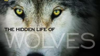 Hidden Life of Wolves cover