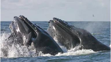 HumpbackWhalesNOAA.jpg