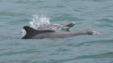 Humpback_dolphin Tracy E Meintjes  for Creative Commons.jpg