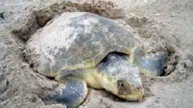 Kemp's ridley sea turtle
