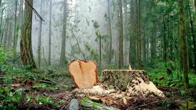 Maya.Lin.Unchopping-815-thumb-500x282-13170.jpg