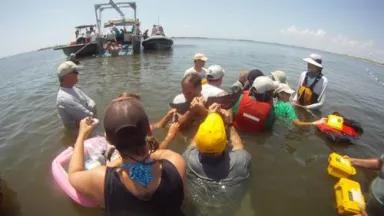 Dolphin health assessment in Barataria Bay.jpg