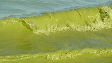 NOAA-Lake Erie Bloom.jpg.jpg