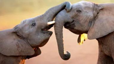 elephants