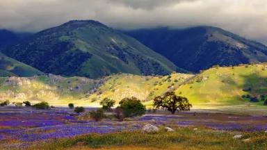 Jennifer Browne for Tejon Ranch