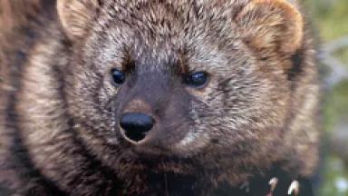 Pacific Fisher (USFWS)