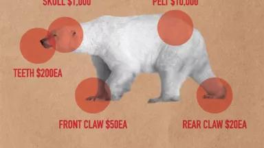 Polar Bear Salazar Ad