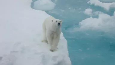 Polar-Bear-Crane.JPG