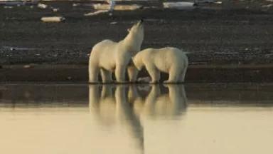Polar_bear_stretching.jpg