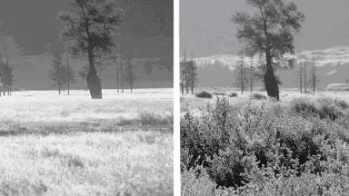 Ripple and Beschta 2003