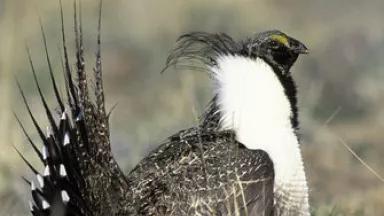 Greater Sage Grouse