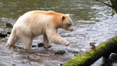 Spirit Bear fishing Sept 2011 credit Valerie Langer.jpg