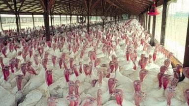 Turkeys.jpg
