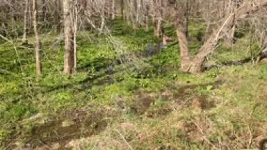 Wetland near Piney Branch in Fairfax County VA.JPG
