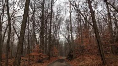 Woods.jpg