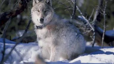 Wolf watches biologist