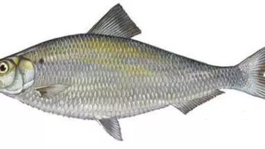alewife_herring.jpg