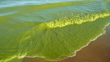 algae-waves-300x225.jpg
