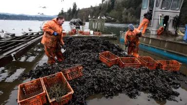 Three men in orange work gear stand in shallow water among piles of mussels