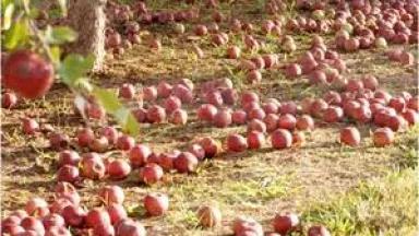 apple farm.jpg