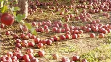 apple farm.jpg