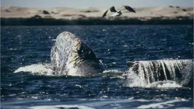 baja.whale Picture.sobol.jpg