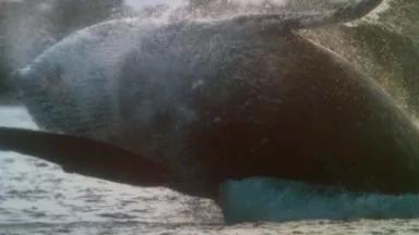 Thumbnail image for beaching whale.jpg