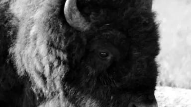 bison hilary.JPG
