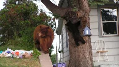 Colorado Parks and Wildlife