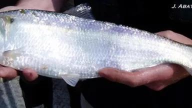 blueback herring pic.jpg
