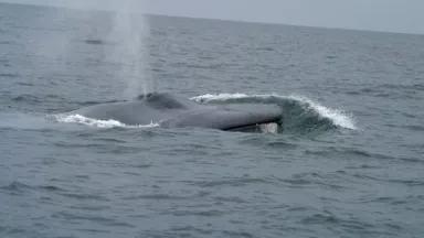 bluewhale1_noaa.jpg