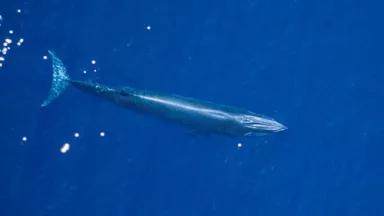 Thumbnail image for bryde's whale.noaa.jpg