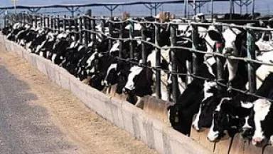 Thumbnail image for cafo.jpg