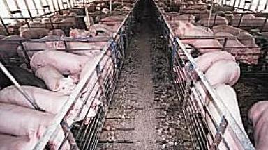cafo2.jpg
