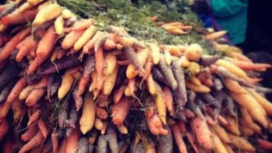 carrots pic.jpg