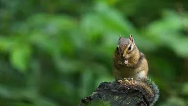chipmunk (Frank Vassen) (creative commons)