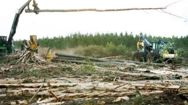 clear cut.jpg