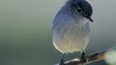 coastal California gnatcatcher (USFWS)