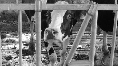 cow feedlot.jpg