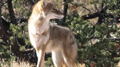 Thumbnail image for coyote (National Park Service, photo by Sarah Stio).jpg