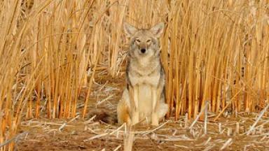 coyote.jpg