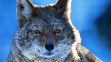 coyote.jpg
