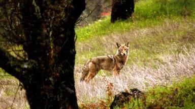 Coyote