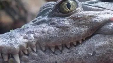 Philippine crocodile (Daniel Coomber via creative commons)