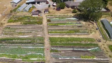 An aerial view of rows of different crops on a small farm