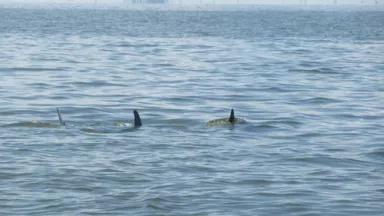 dolphins swimming in oil.jpg