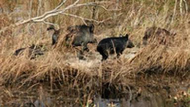 feral swine (U.S. Fish and Wildlife Service)